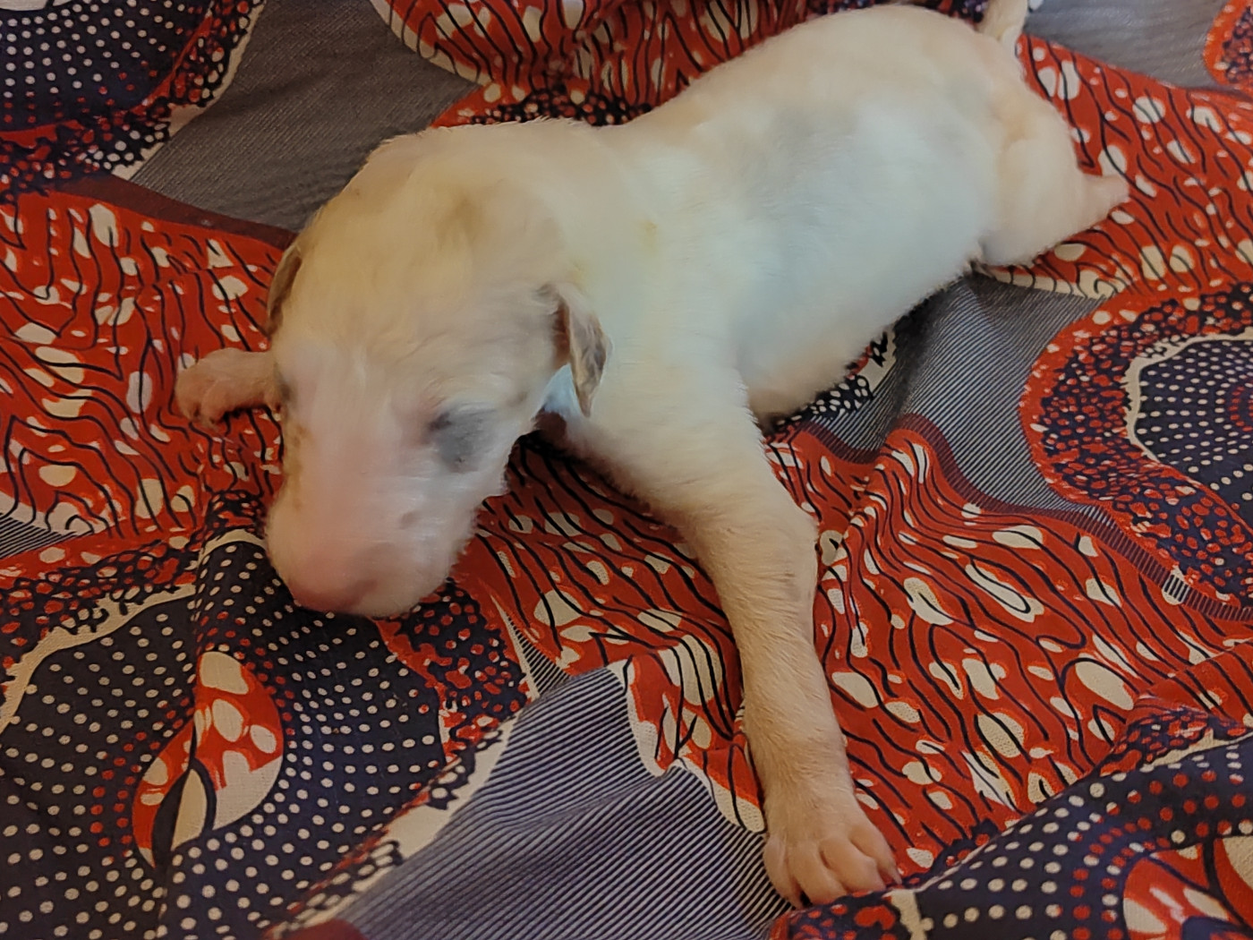 Du grand fresnoy - Chiots disponibles - Barzoi