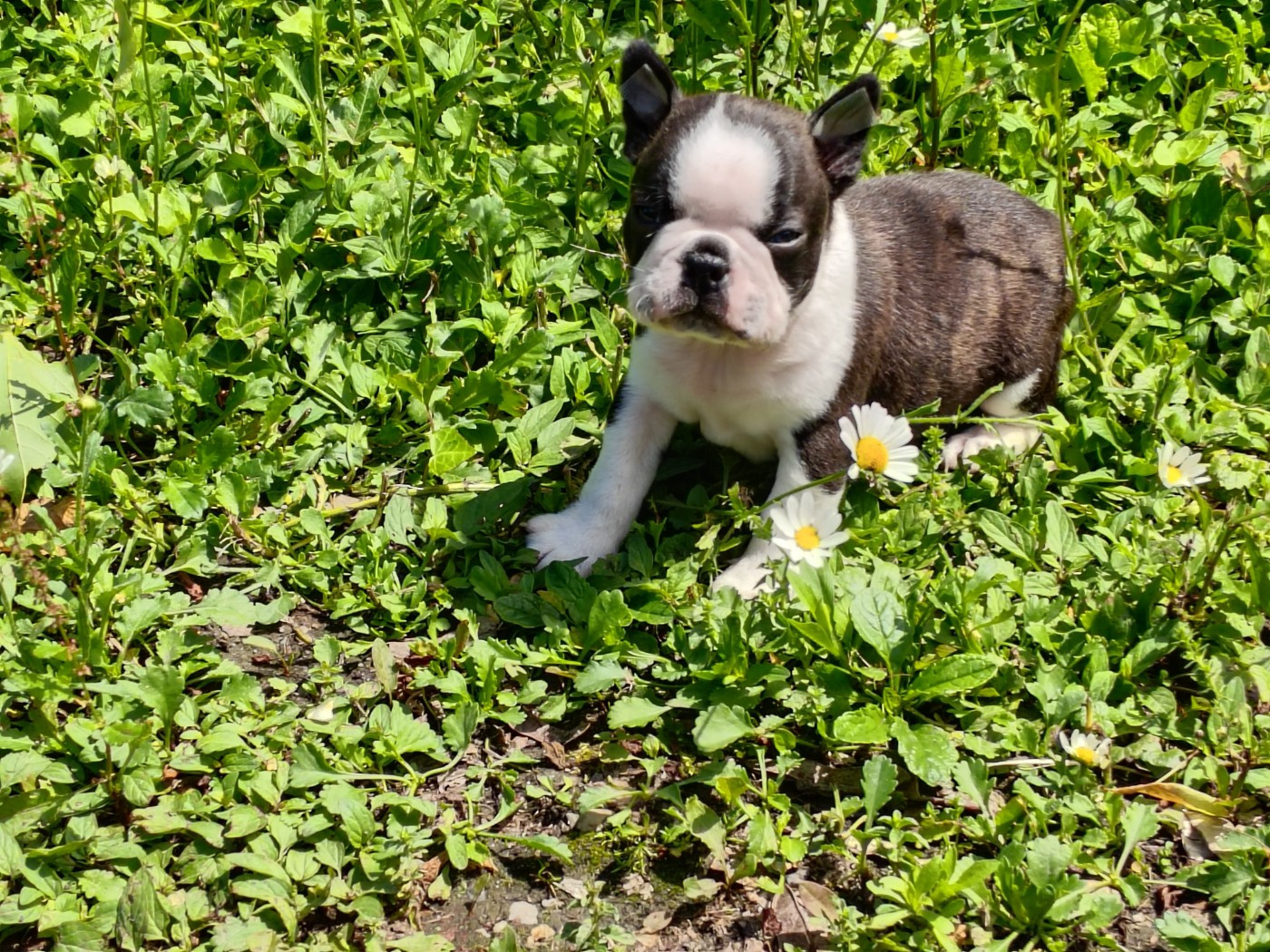 Du grand fresnoy - Chiots disponibles - Boston Terrier
