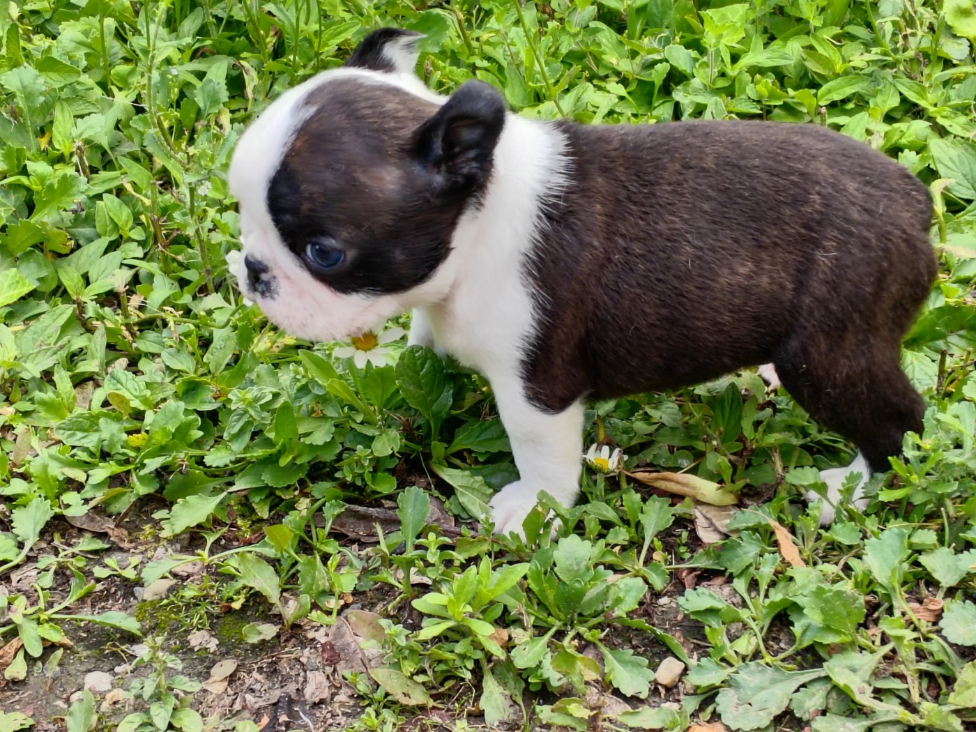 Du grand fresnoy - Chiots disponibles - Boston Terrier
