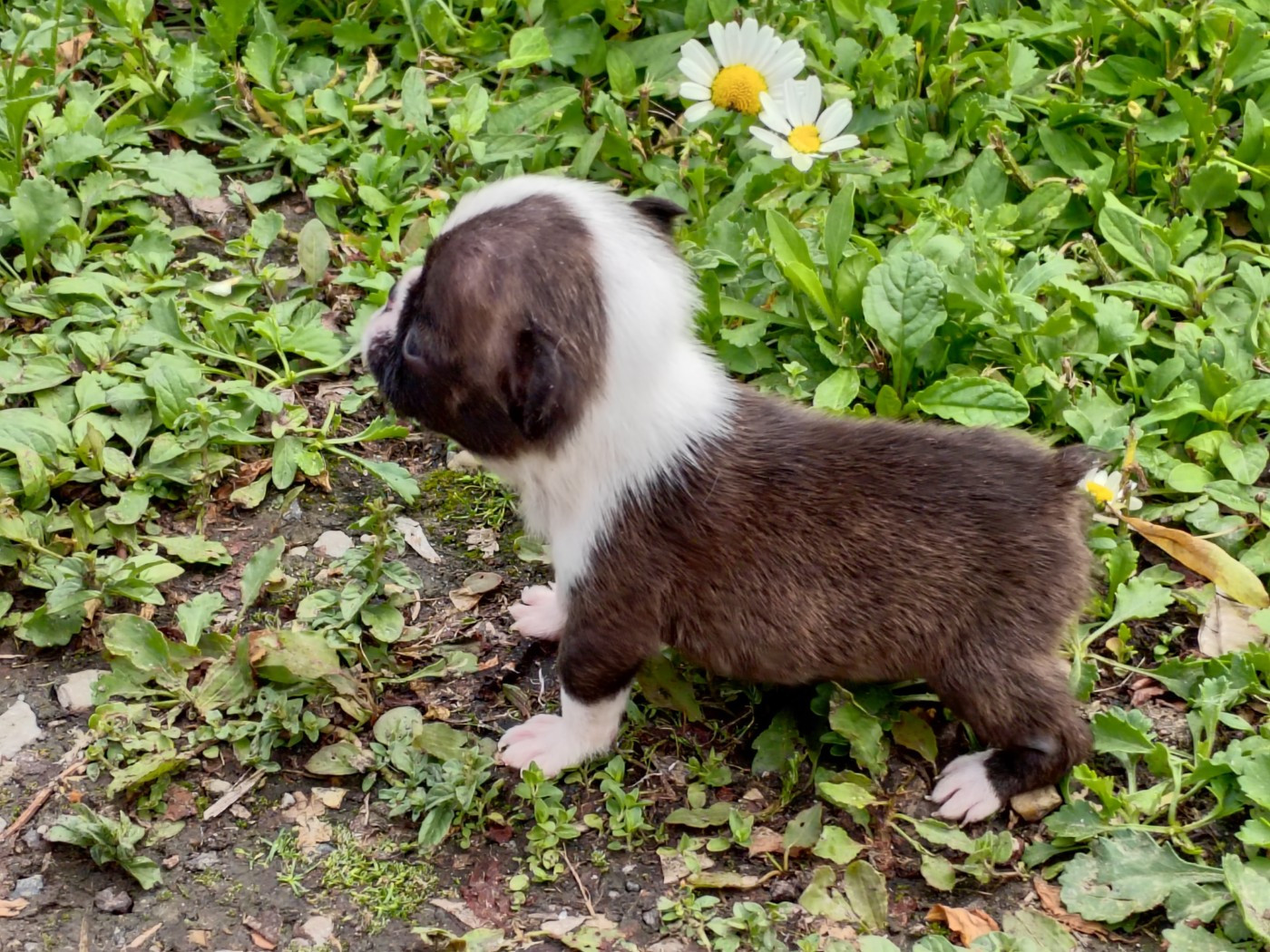 Du grand fresnoy - Chiots disponibles - Boston Terrier
