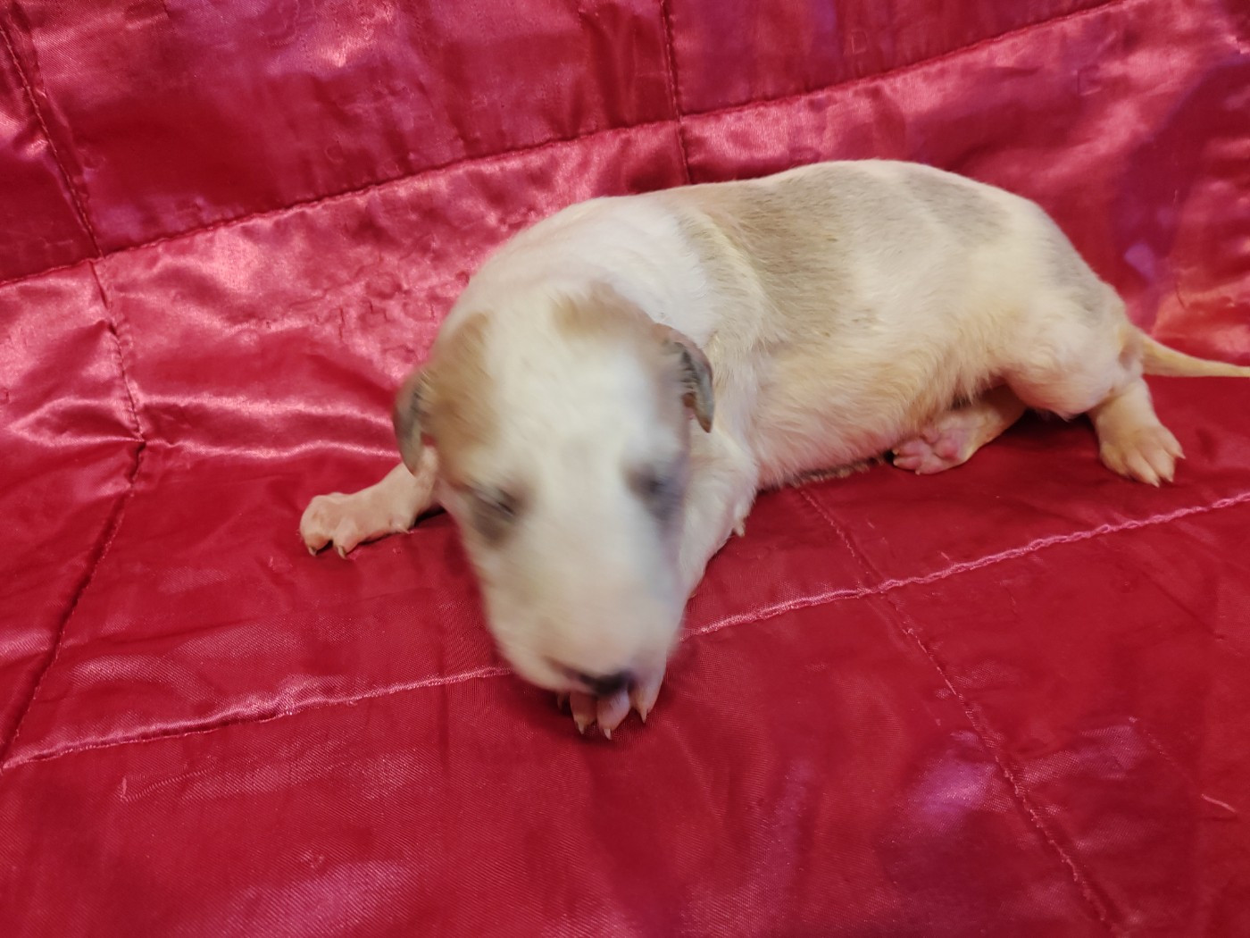 Du grand fresnoy - Chiots disponibles - Barzoi
