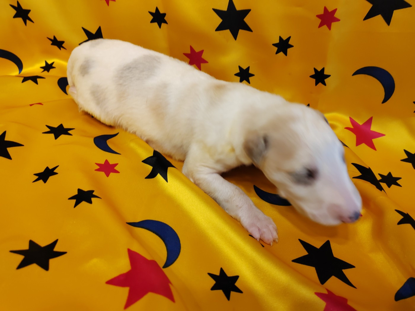 Du grand fresnoy - Chiots disponibles - Barzoi