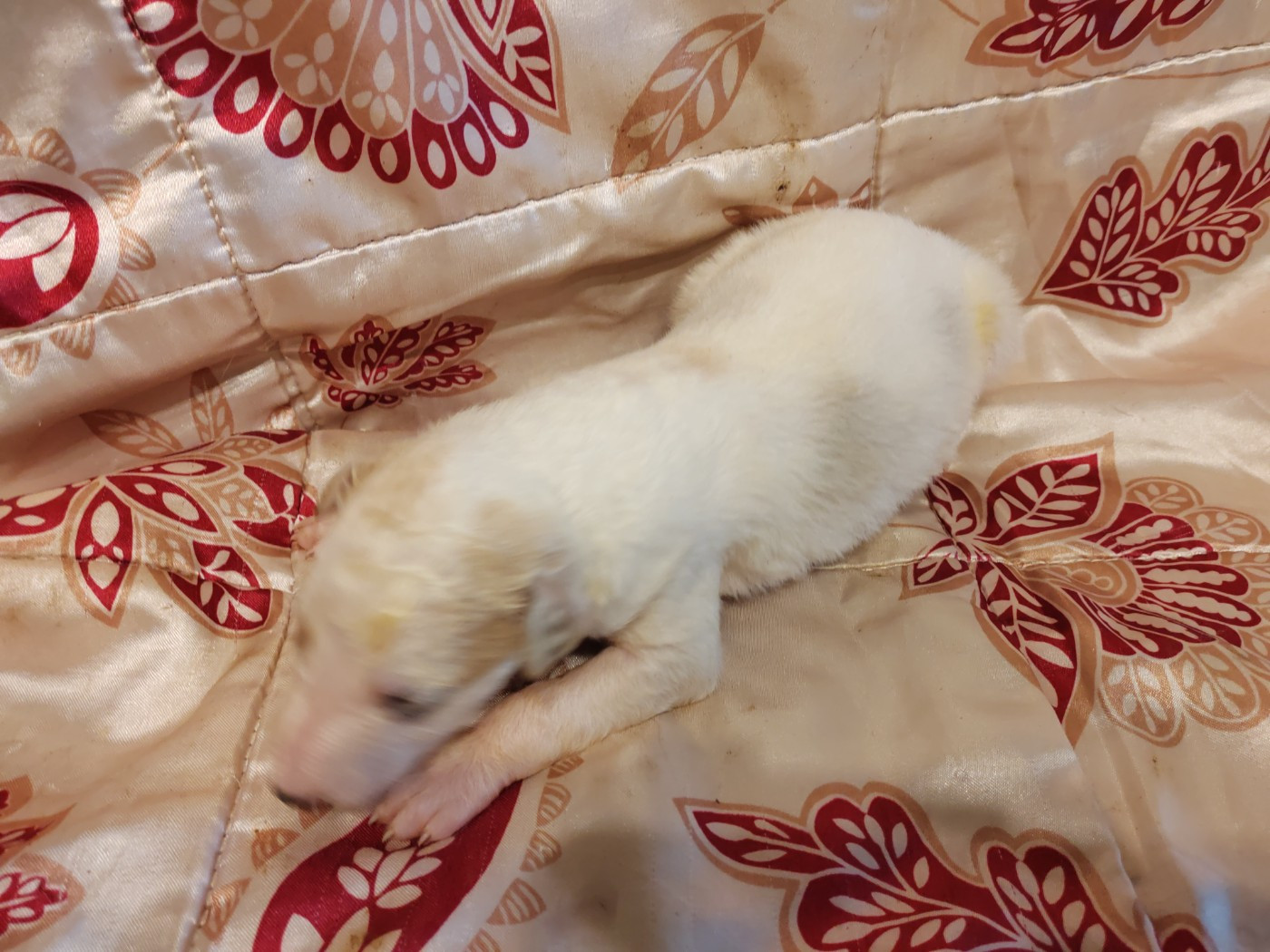 Du grand fresnoy - Chiots disponibles - Barzoi