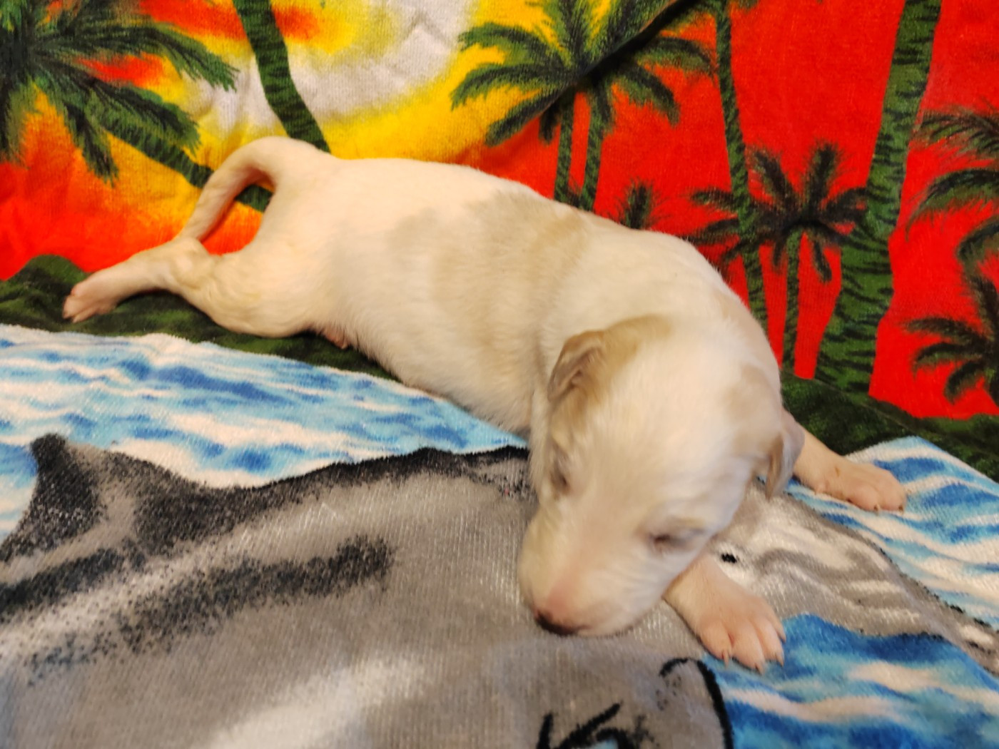 Du grand fresnoy - Chiots disponibles - Barzoi