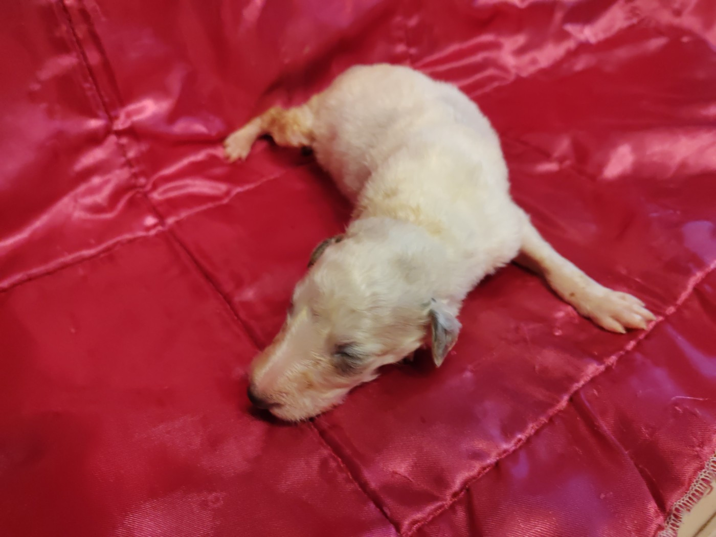 Du grand fresnoy - Chiots disponibles - Barzoi