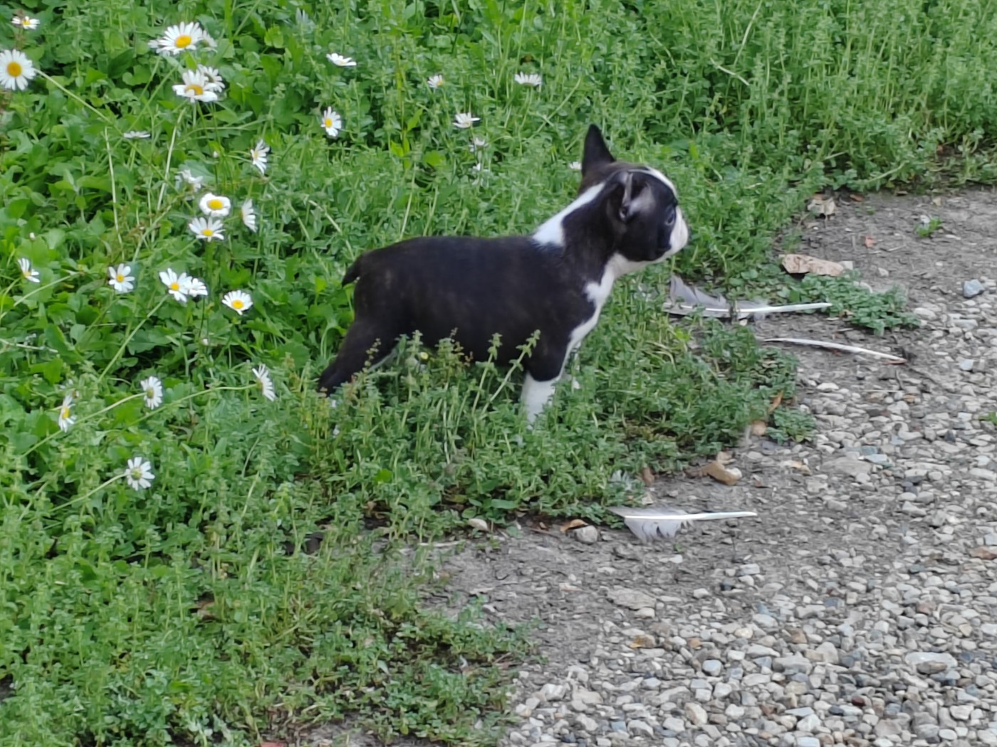 Du grand fresnoy - Chiots disponibles - Boston Terrier