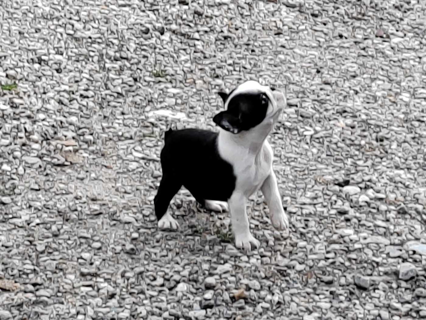 Du grand fresnoy - Chiots disponibles - Boston Terrier