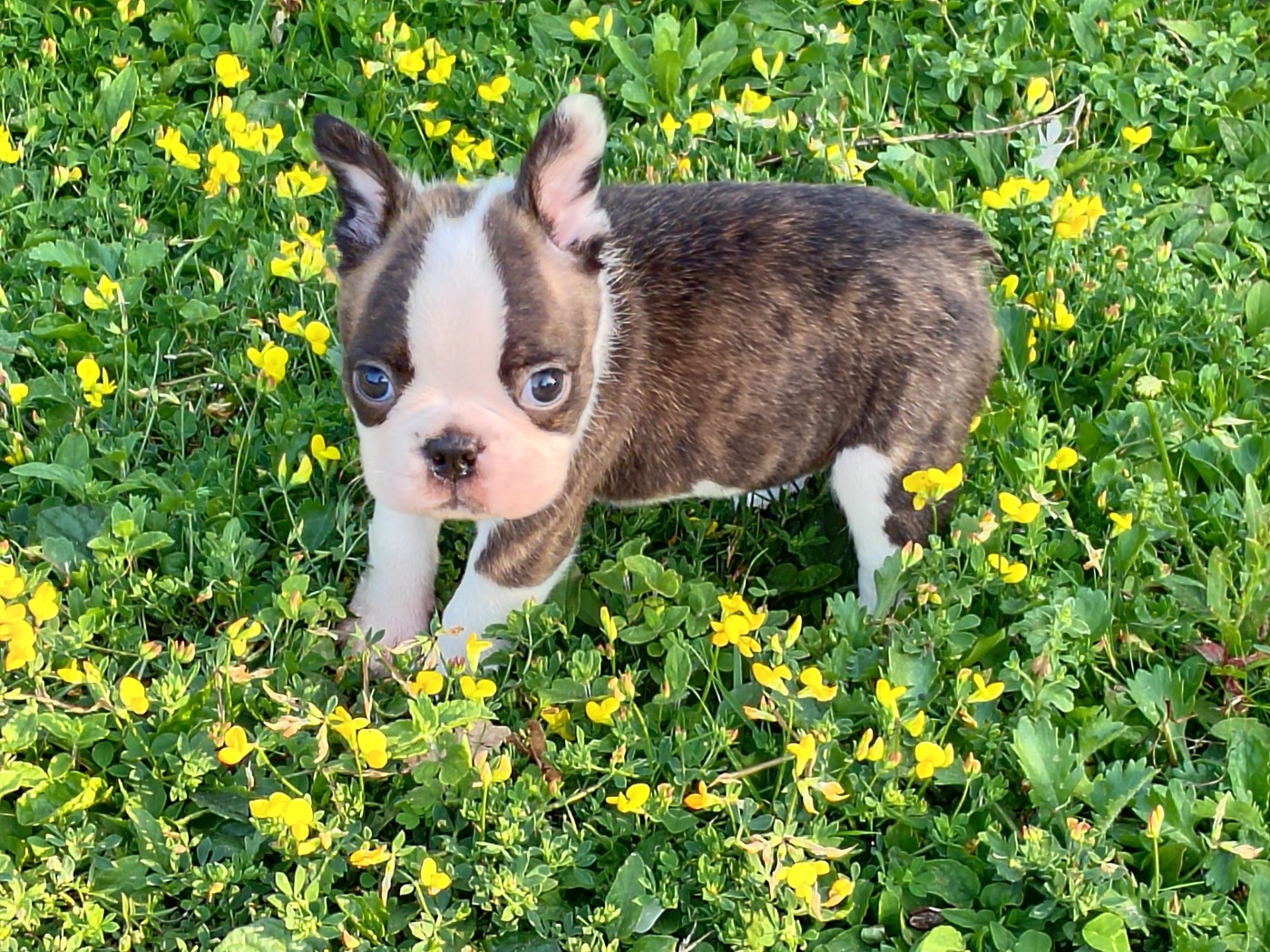 Du grand fresnoy - Chiots disponibles - Boston Terrier