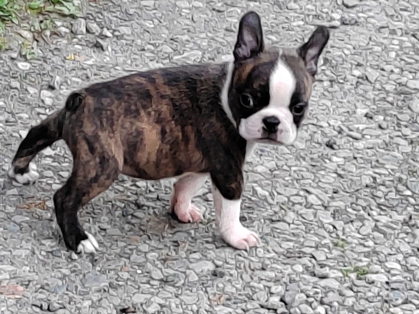 Du grand fresnoy - Boston Terrier - Portée née le 08/05/2026
