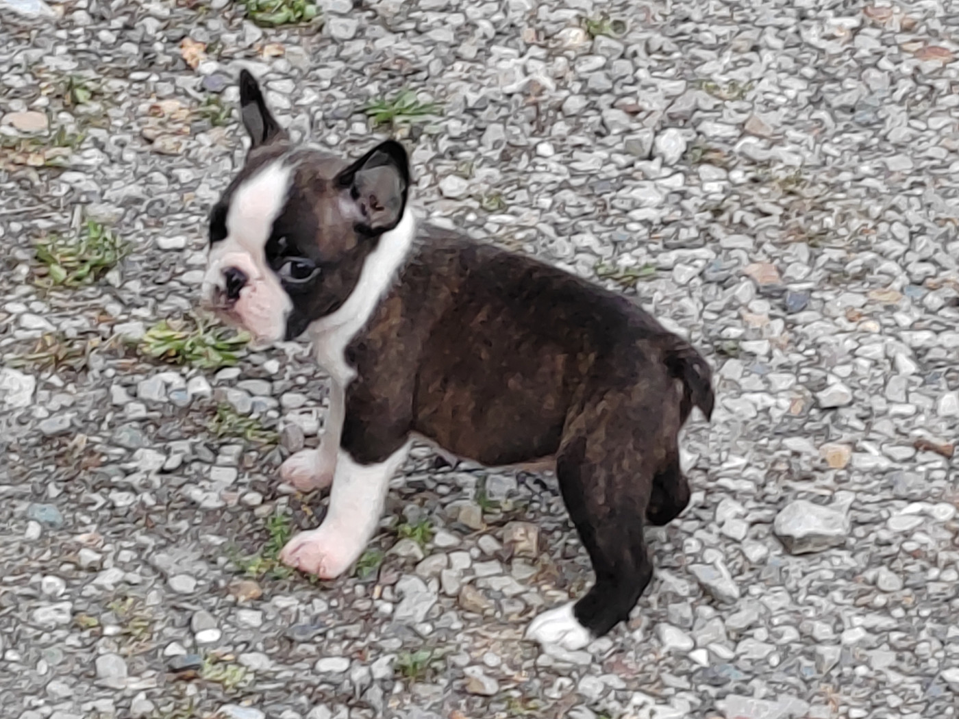 Du grand fresnoy - Chiots disponibles - Boston Terrier