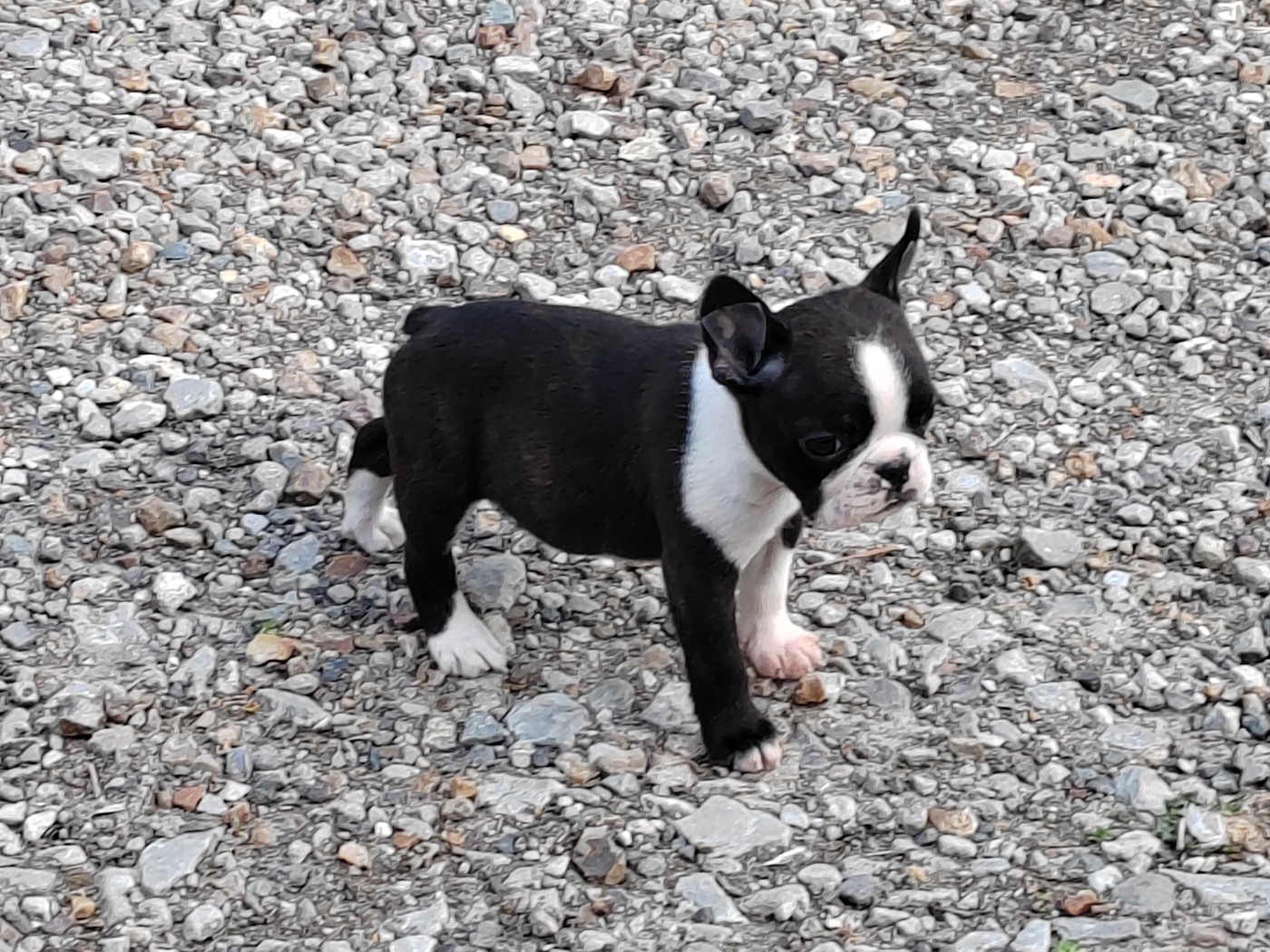 Du grand fresnoy - Chiots disponibles - Boston Terrier