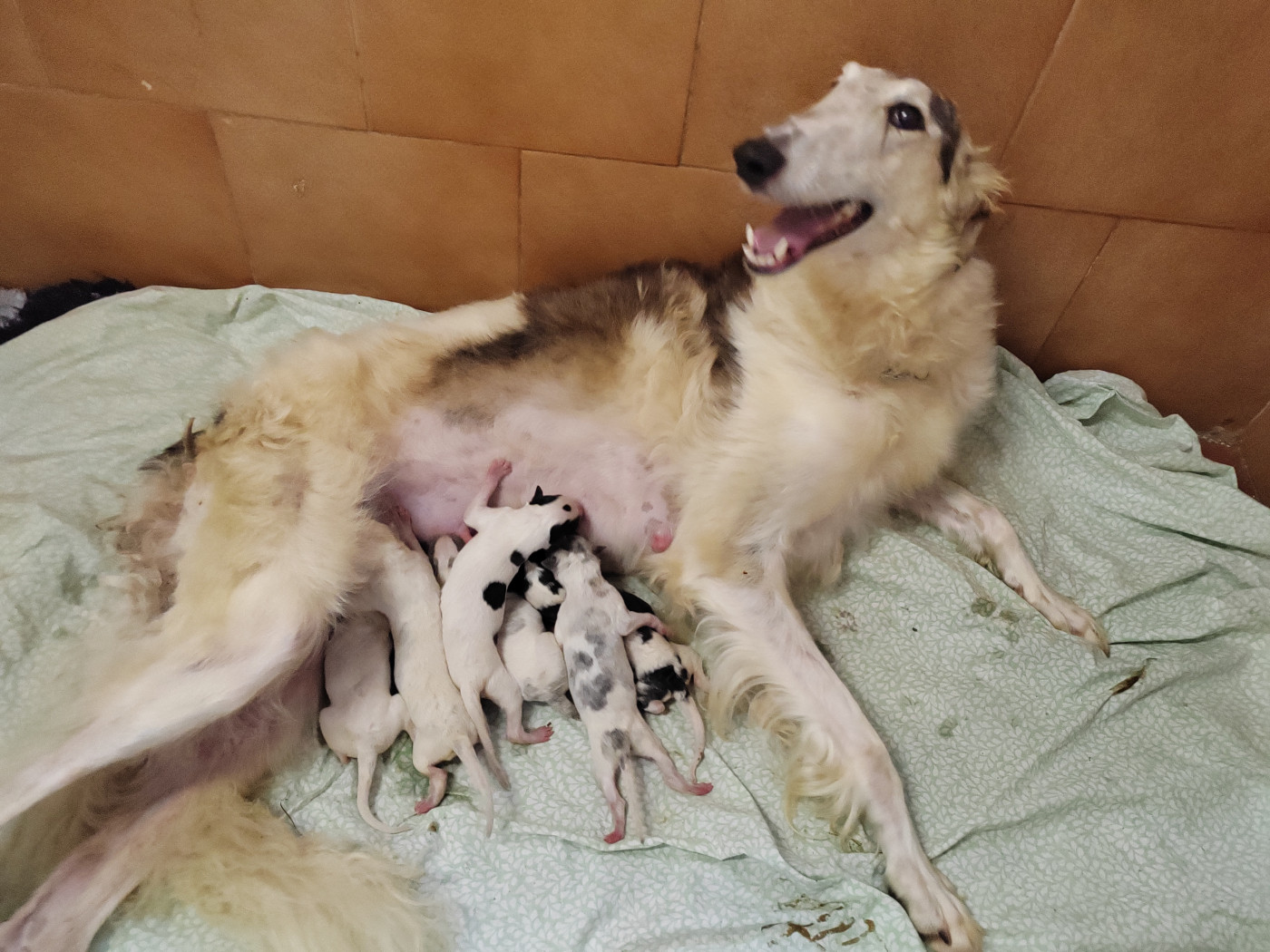 Chiot Barzoi Du grand fresnoy
