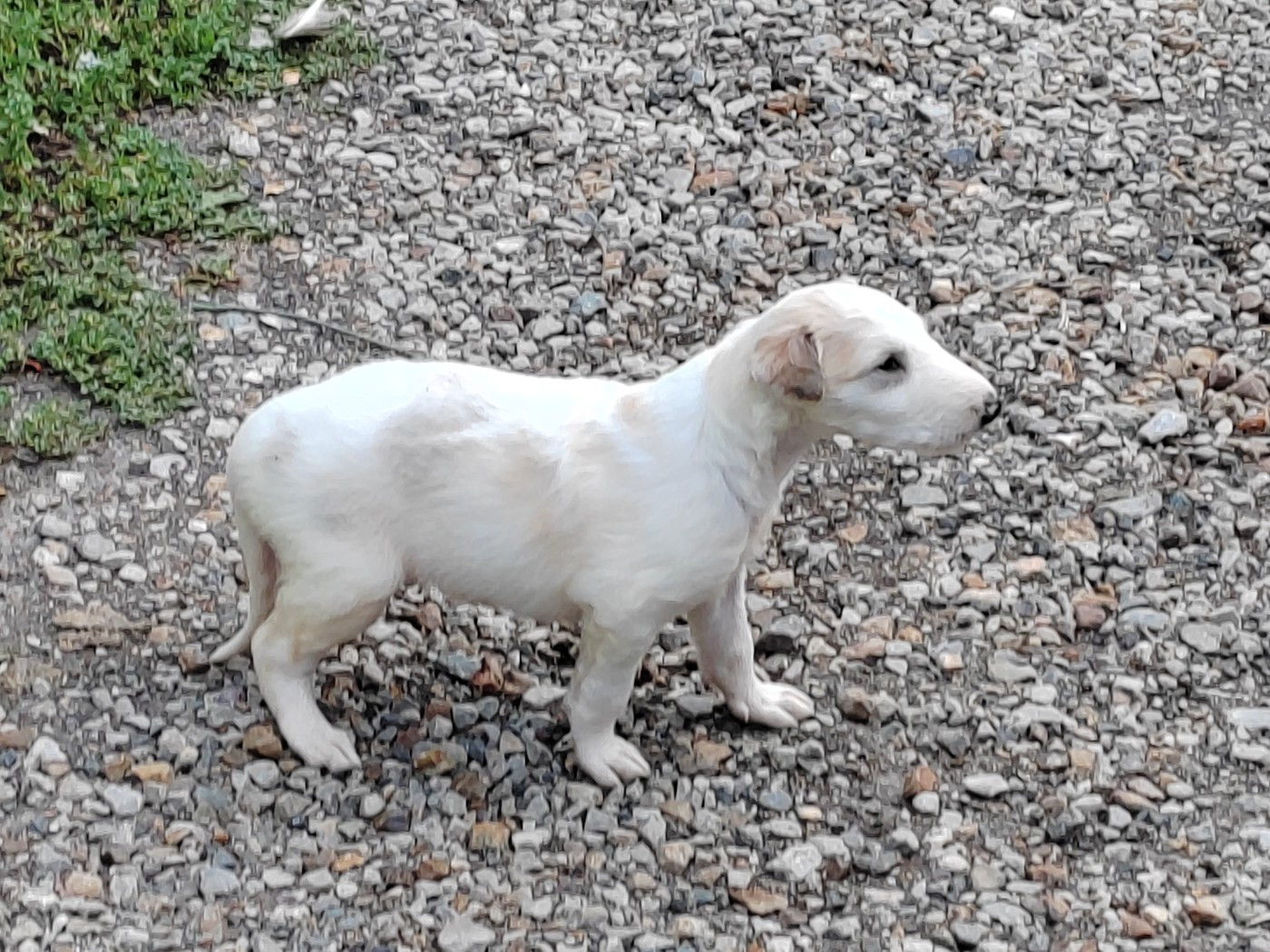 Du grand fresnoy - Chiots disponibles - Barzoi