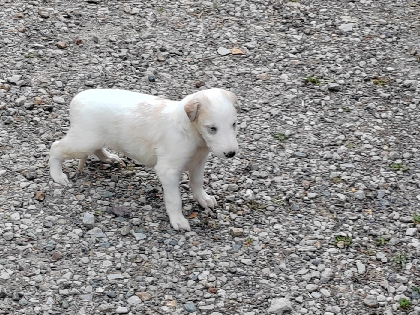 Du grand fresnoy - Chiots disponibles - Barzoi