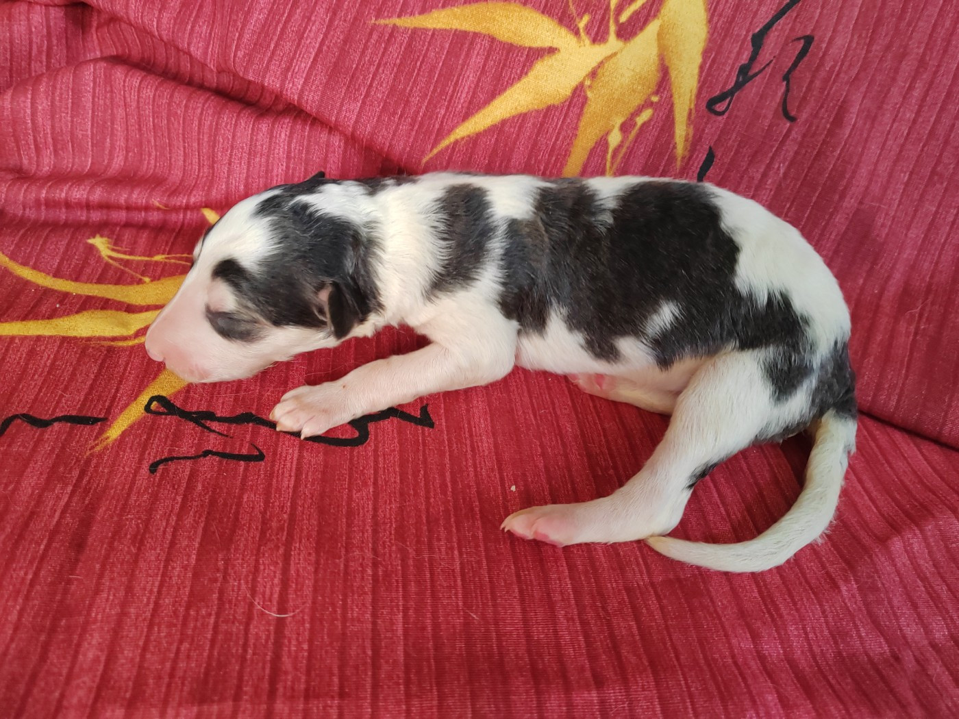Du grand fresnoy - Chiots disponibles - Barzoi