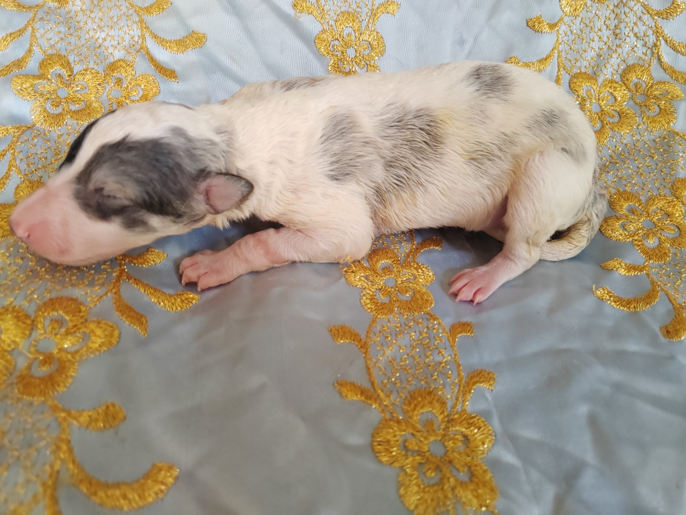 Du grand fresnoy - Chiots disponibles - Barzoi