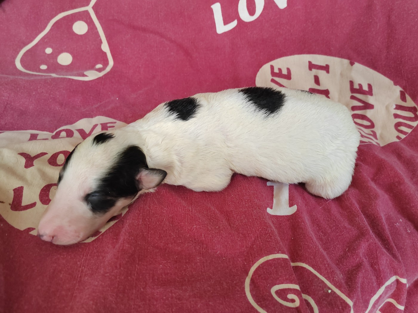 Du grand fresnoy - Chiots disponibles - Barzoi