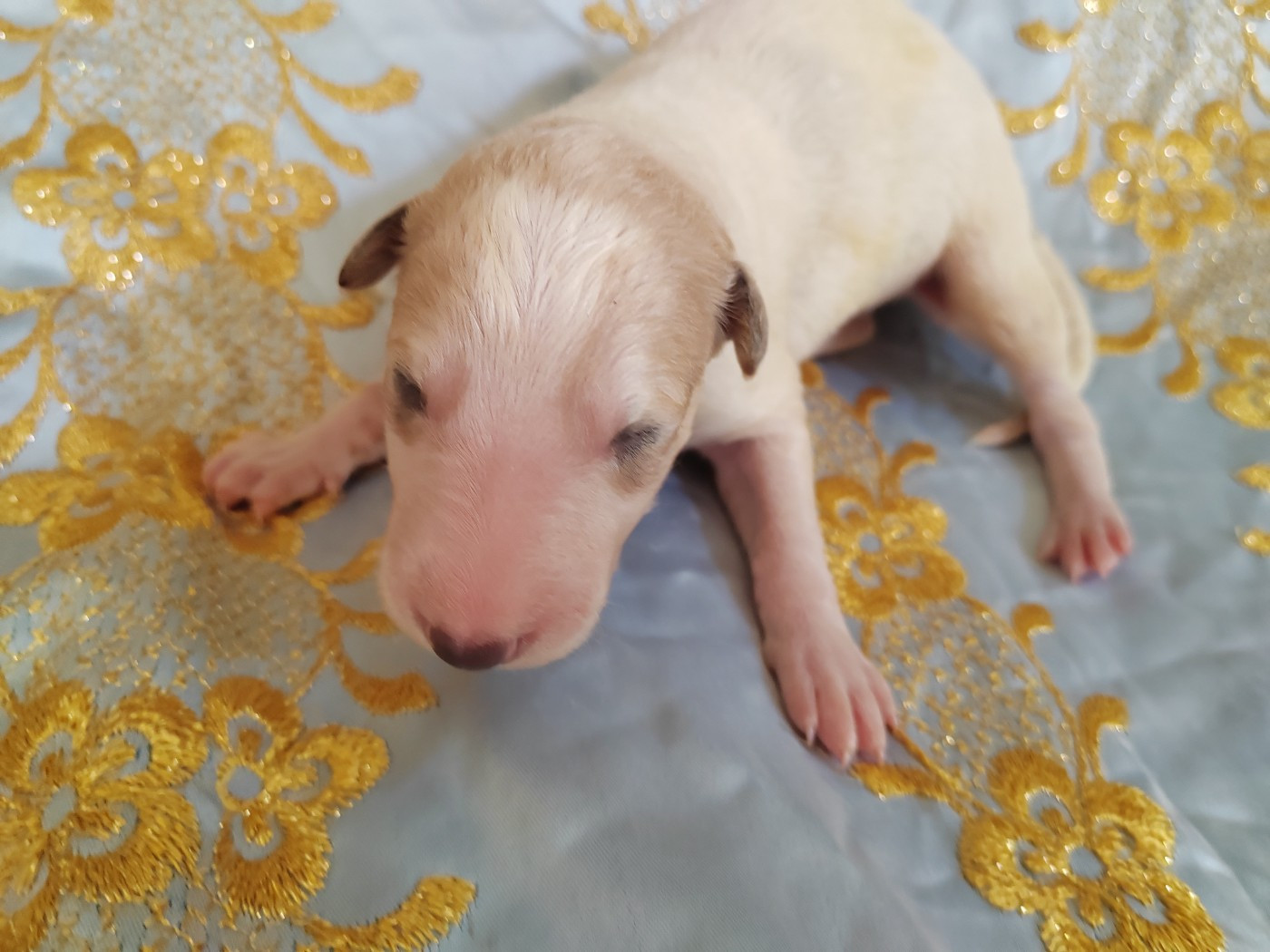 Du grand fresnoy - Chiots disponibles - Barzoi