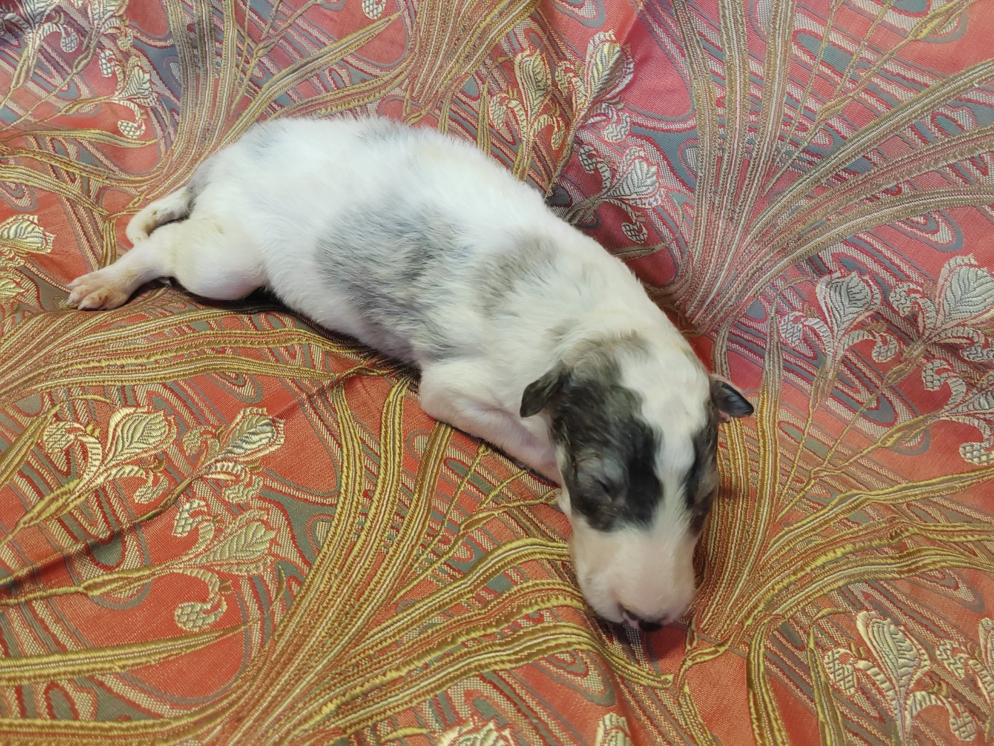 Du grand fresnoy - Chiots disponibles - Barzoi
