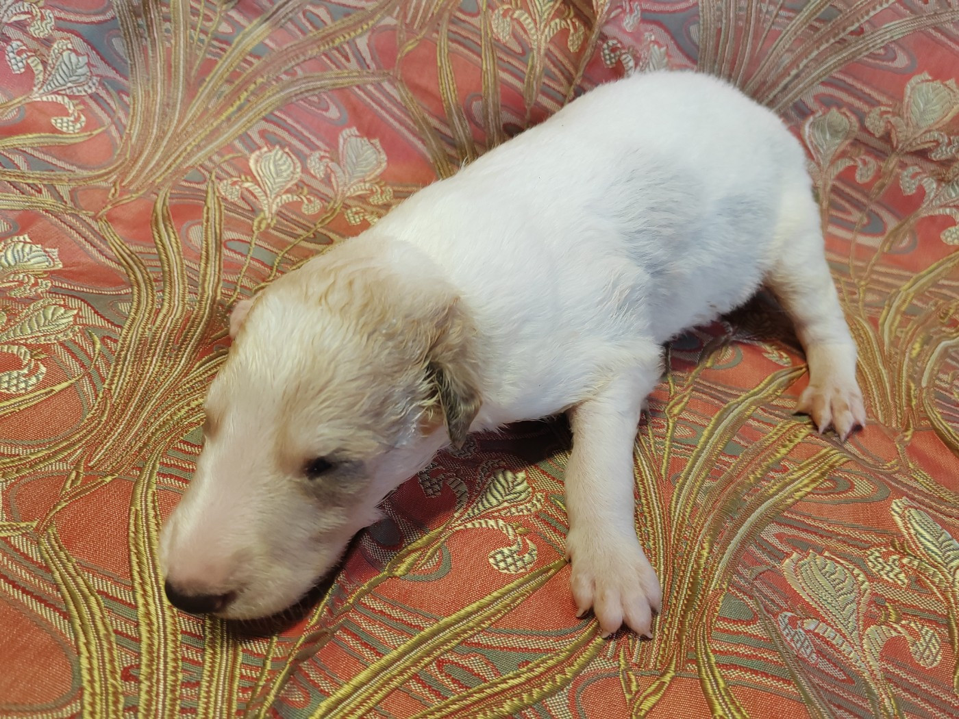 Du grand fresnoy - Chiots disponibles - Barzoi