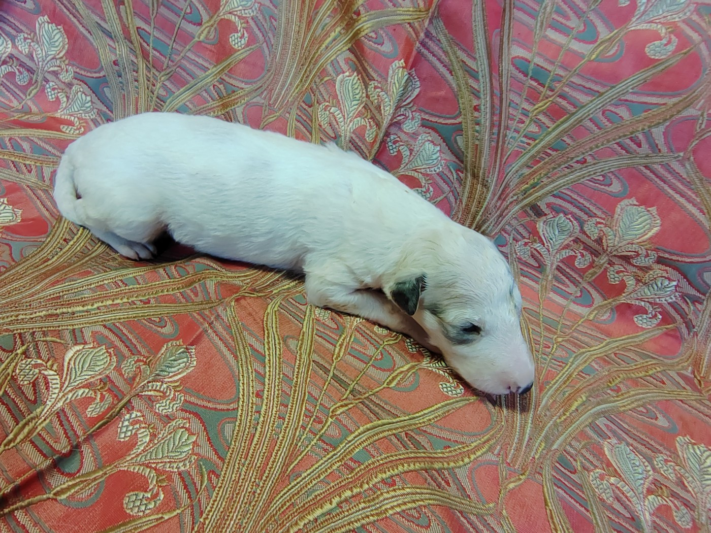 Du grand fresnoy - Chiots disponibles - Barzoi