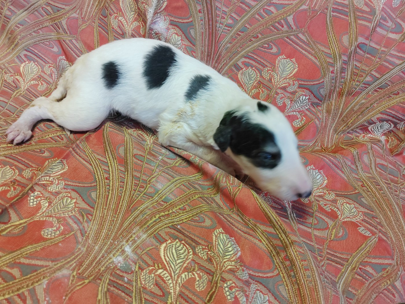 Du grand fresnoy - Chiots disponibles - Barzoi