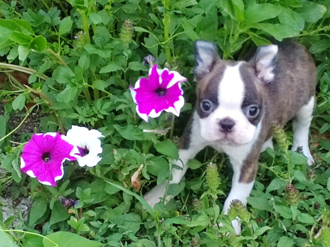 Du grand fresnoy - Chiots disponibles - Boston Terrier