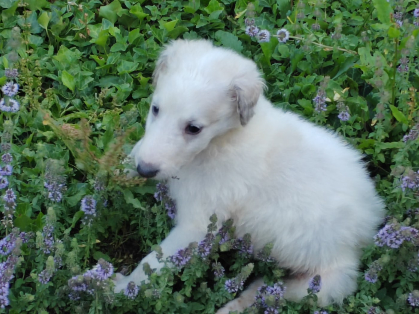 Du grand fresnoy - Chiots disponibles - Barzoi