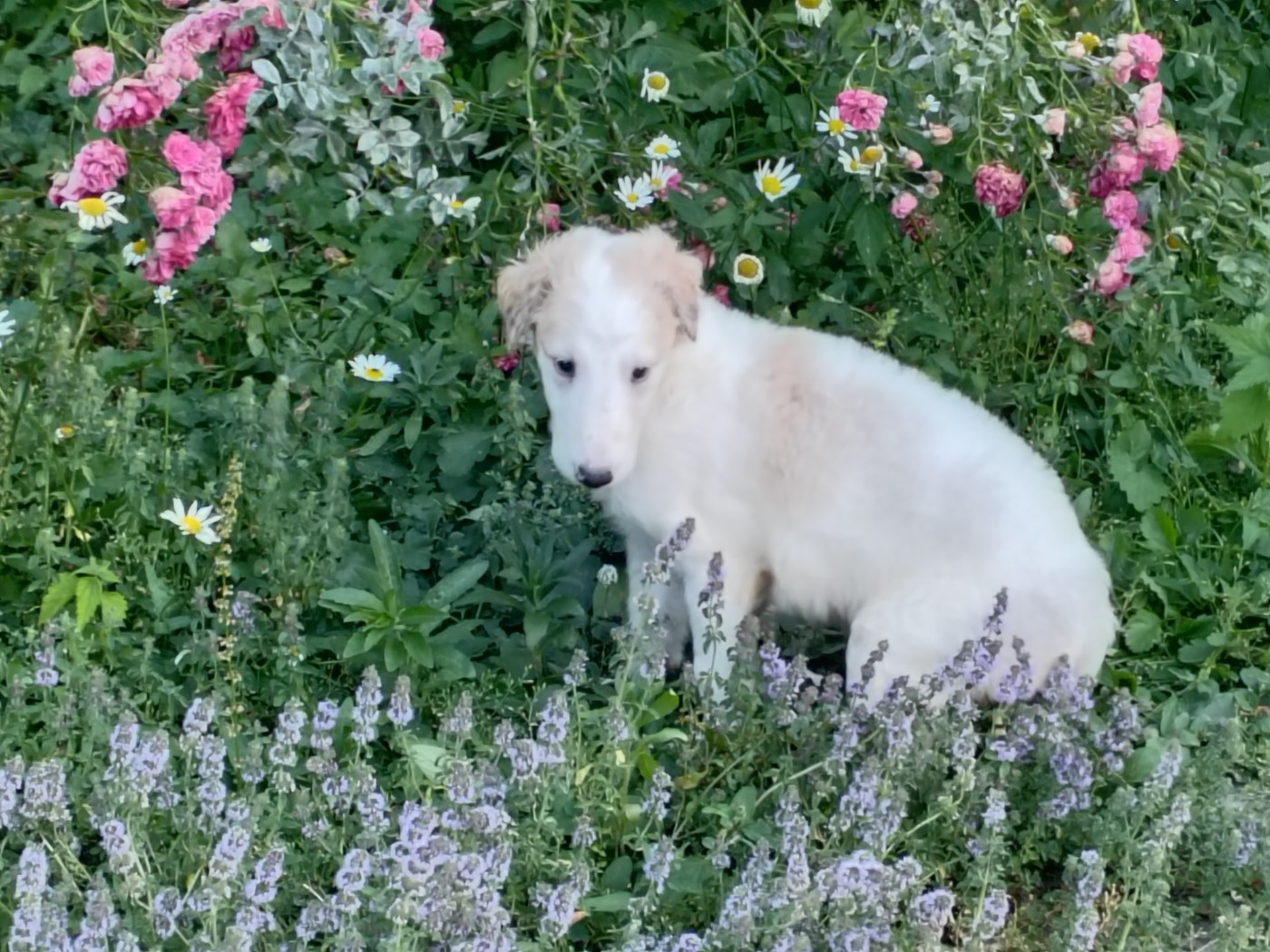 Du grand fresnoy - Chiots disponibles - Barzoi