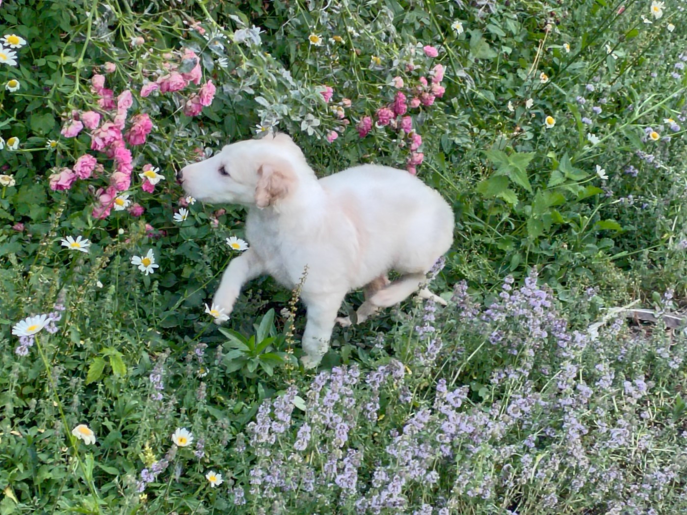 Du grand fresnoy - Chiots disponibles - Barzoi