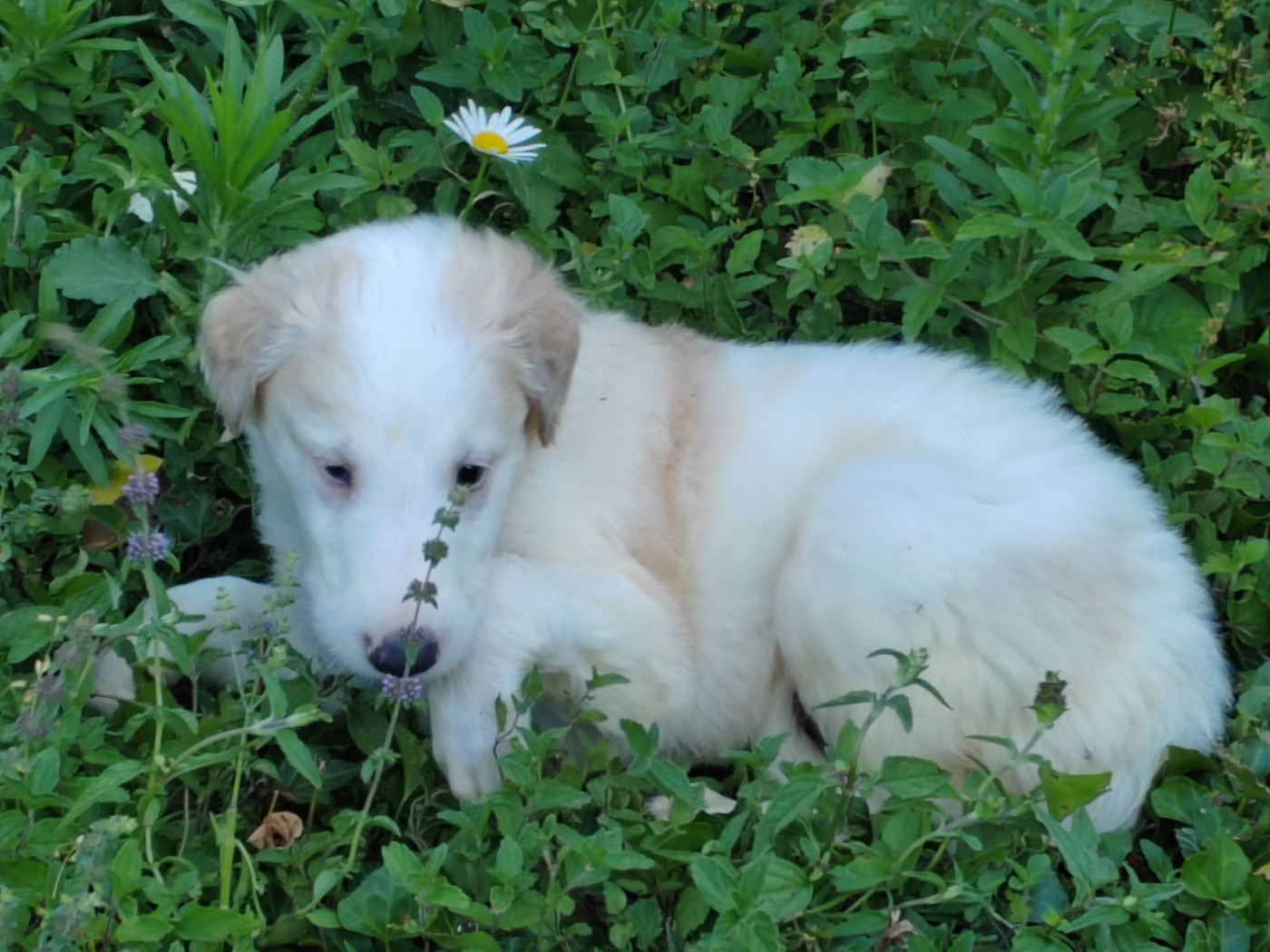 Du grand fresnoy - Chiots disponibles - Barzoi
