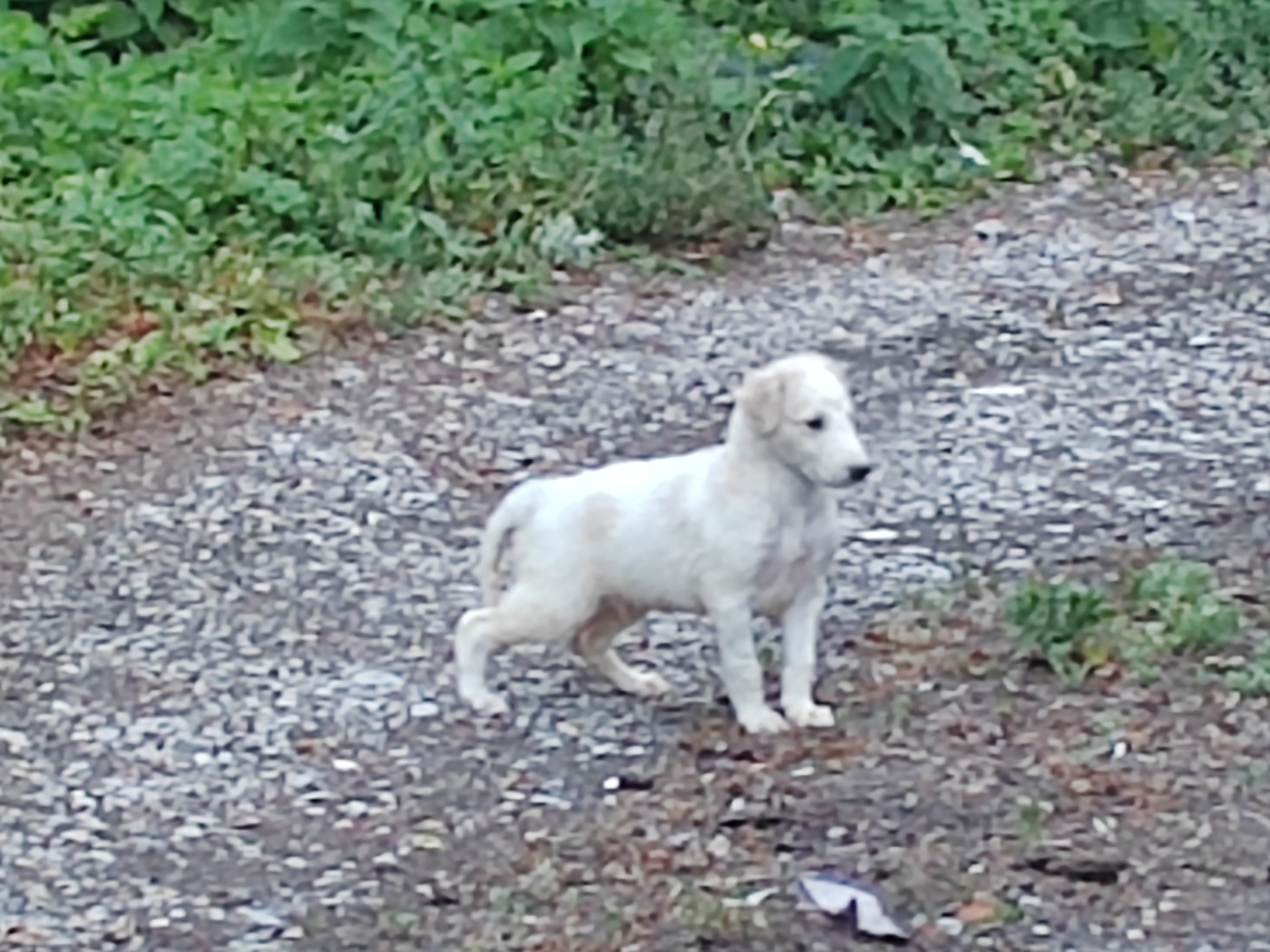 Du grand fresnoy - Chiots disponibles - Barzoi