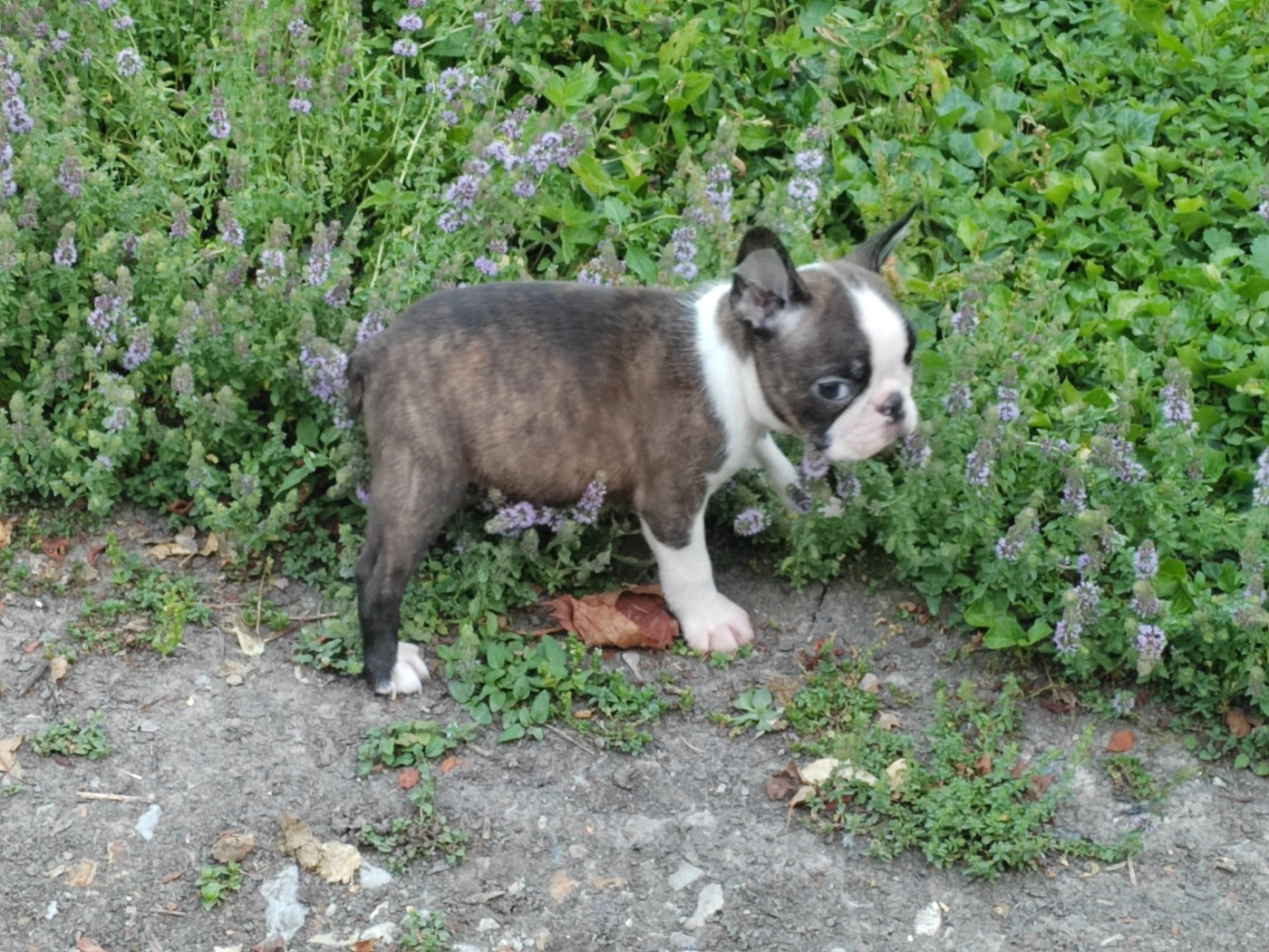 Du grand fresnoy - Chiots disponibles - Boston Terrier