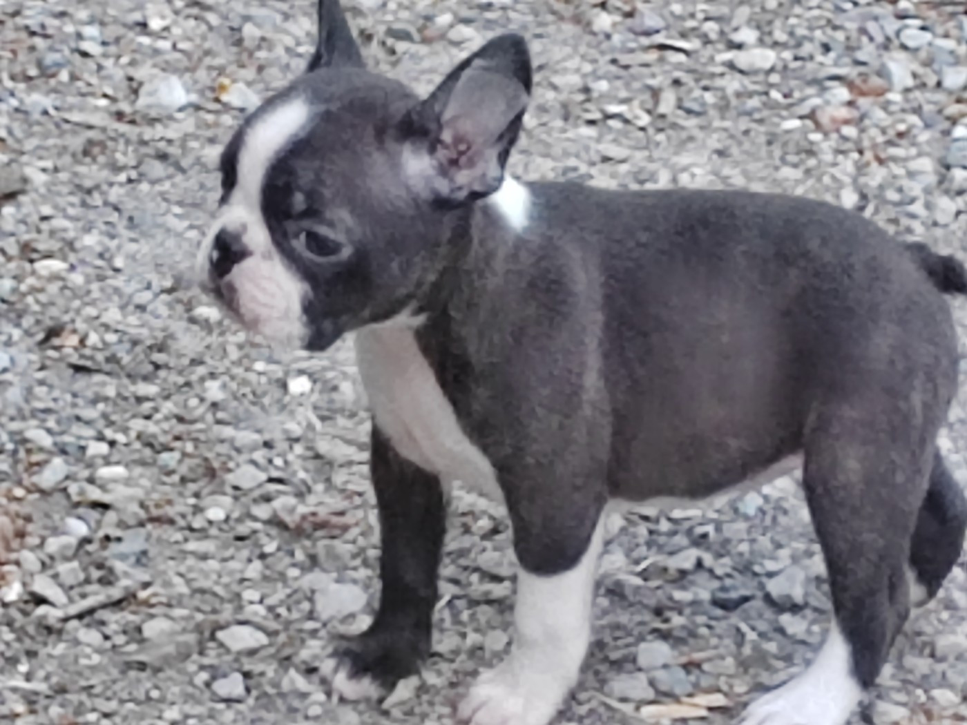 Du grand fresnoy - Chiots disponibles - Boston Terrier