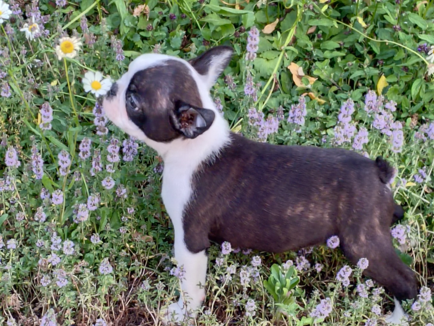 Du grand fresnoy - Chiots disponibles - Boston Terrier