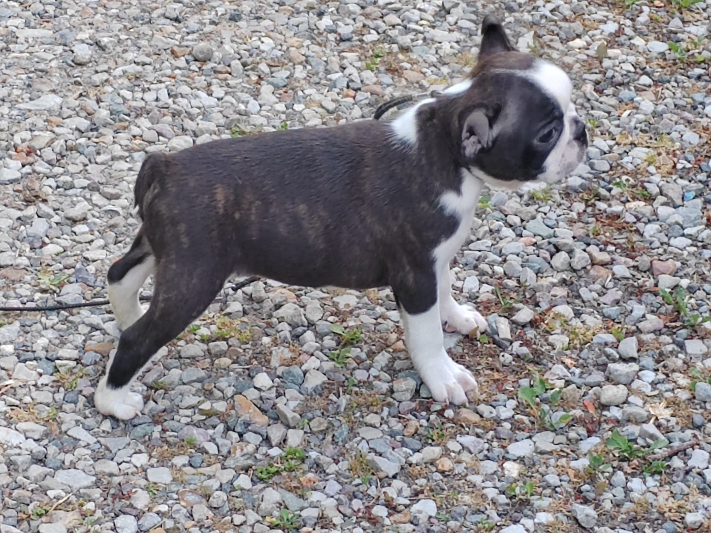 Du grand fresnoy - Chiots disponibles - Boston Terrier
