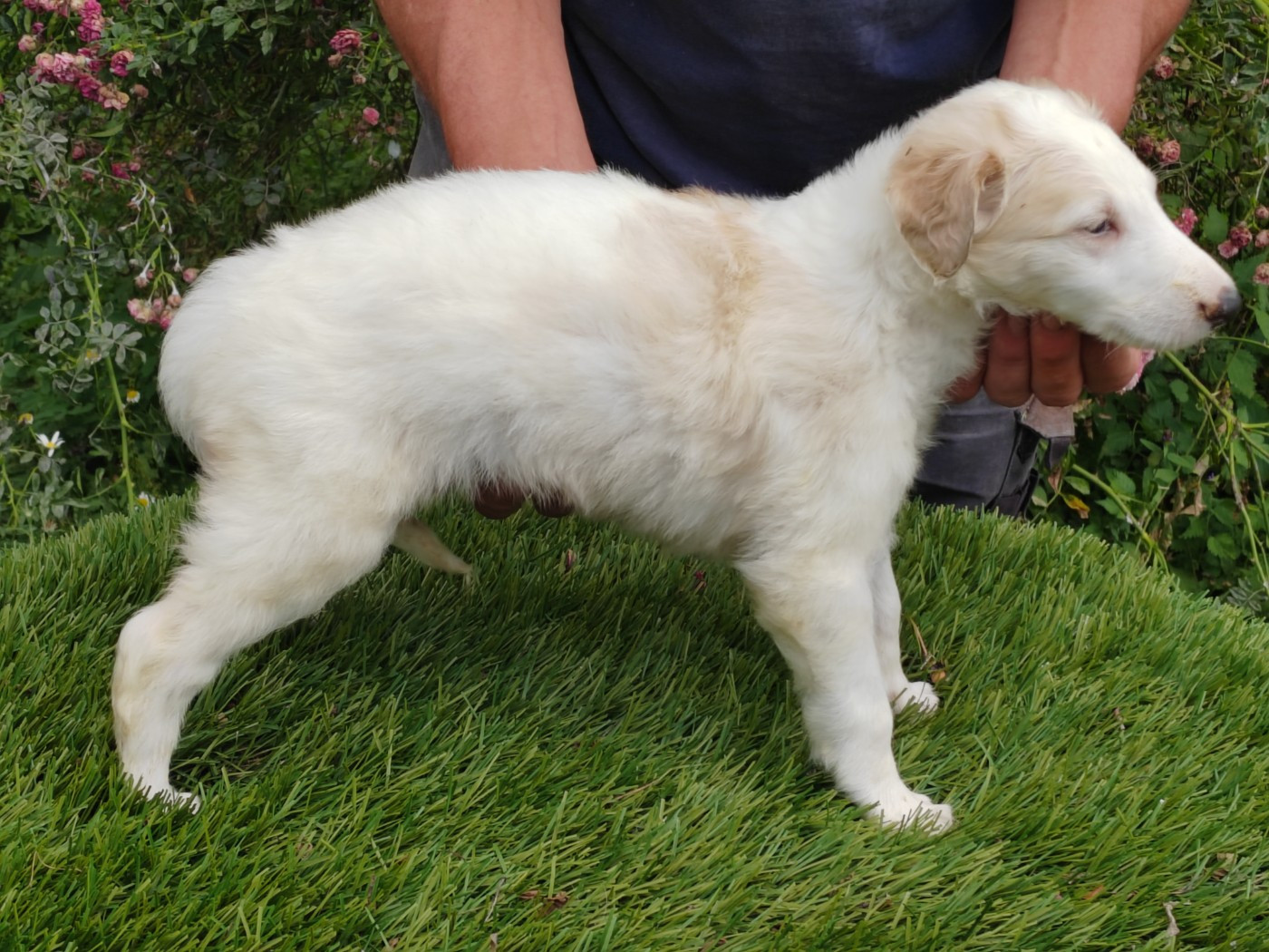 Du grand fresnoy - Chiots disponibles - Barzoi