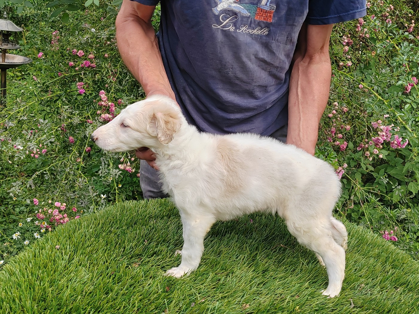 Du grand fresnoy - Chiots disponibles - Barzoi