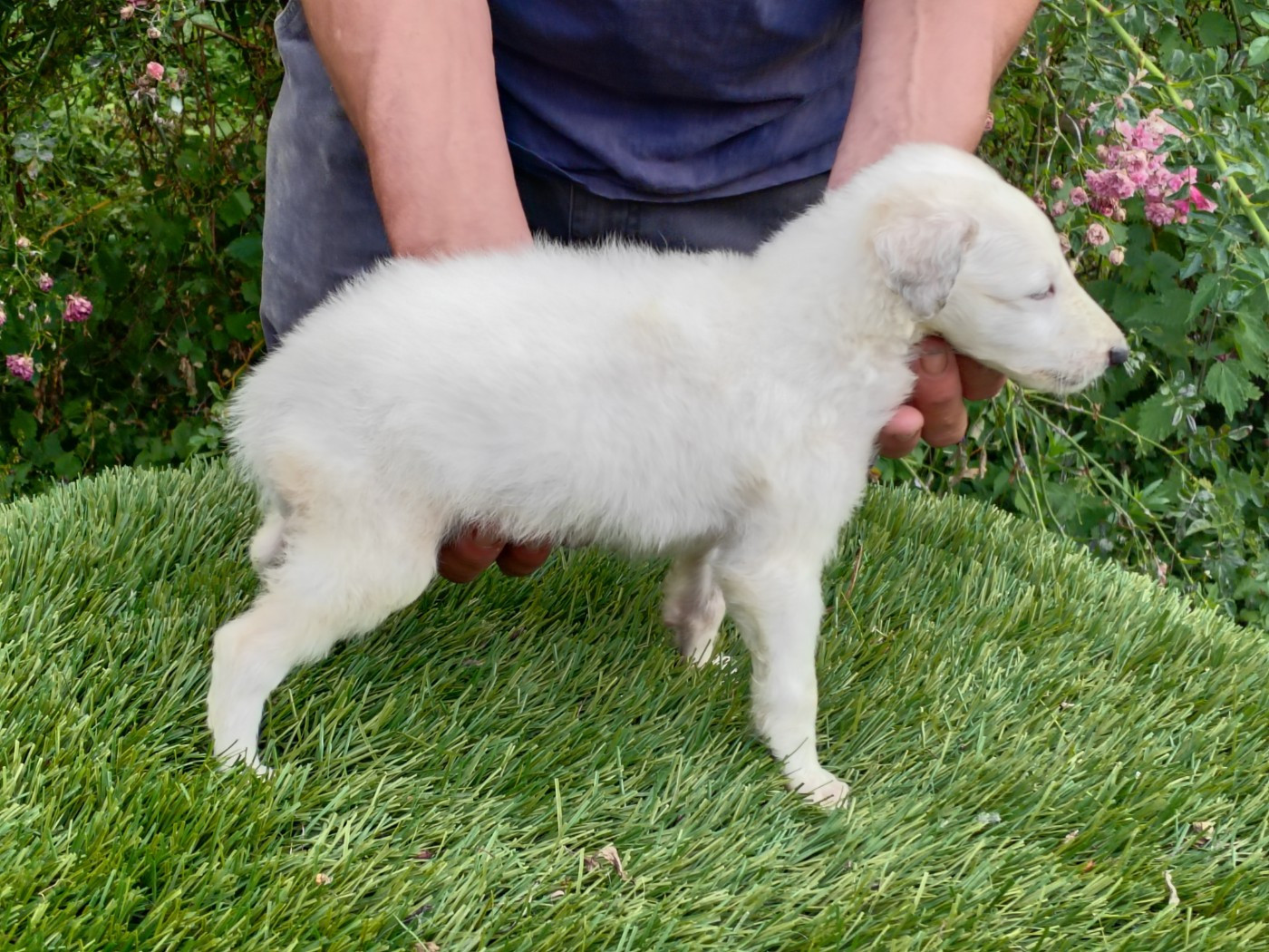 Du grand fresnoy - Chiots disponibles - Barzoi