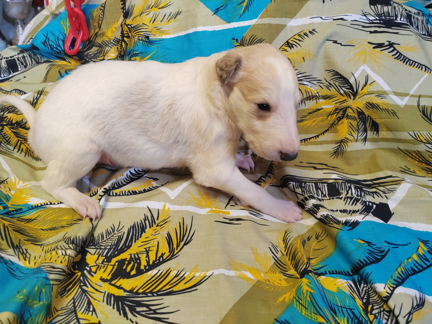 Du grand fresnoy - Chiots disponibles - Barzoi