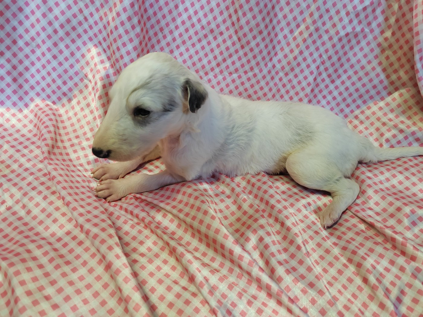 Du grand fresnoy - Chiots disponibles - Barzoi