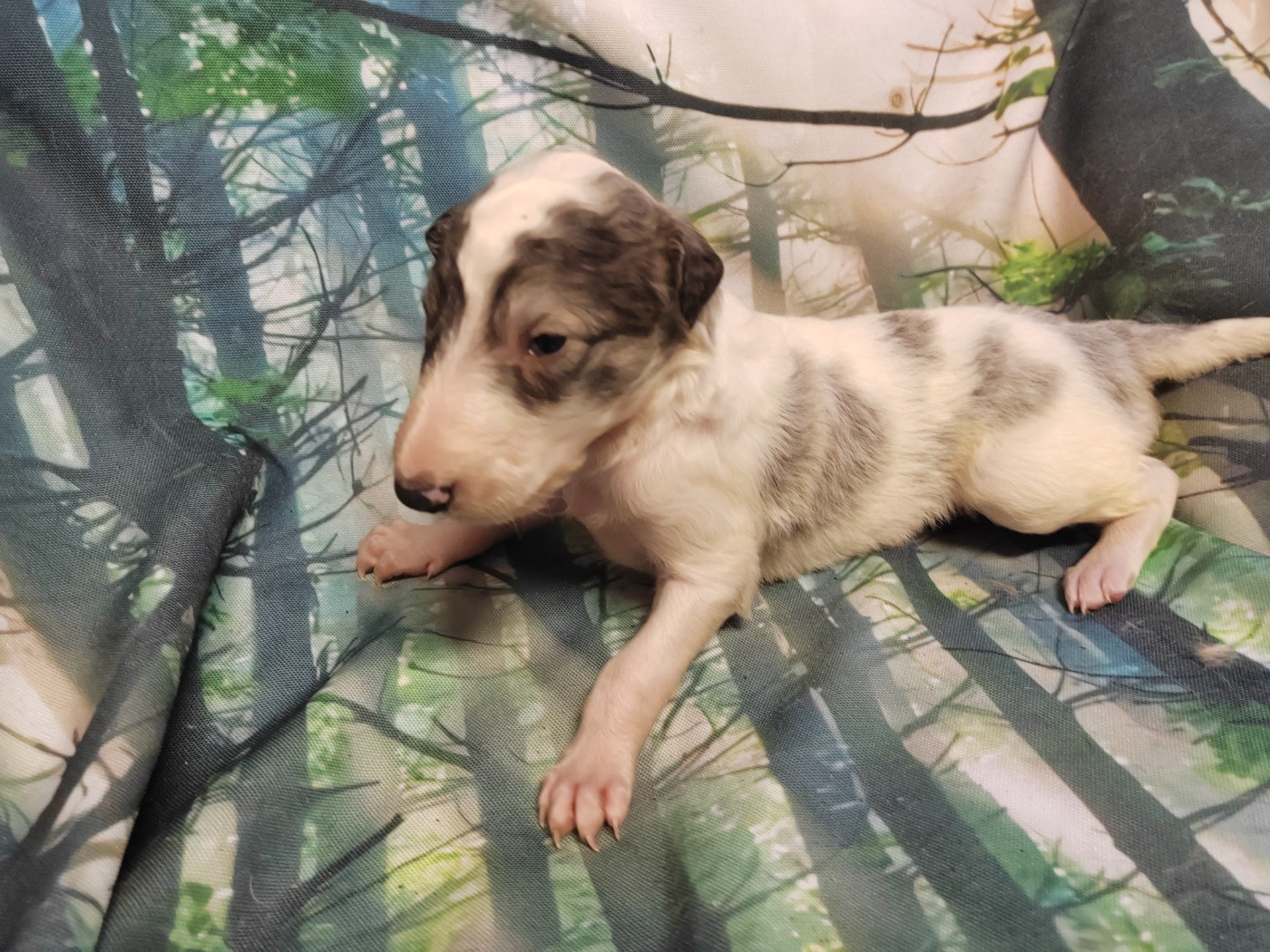 Du grand fresnoy - Chiots disponibles - Barzoi