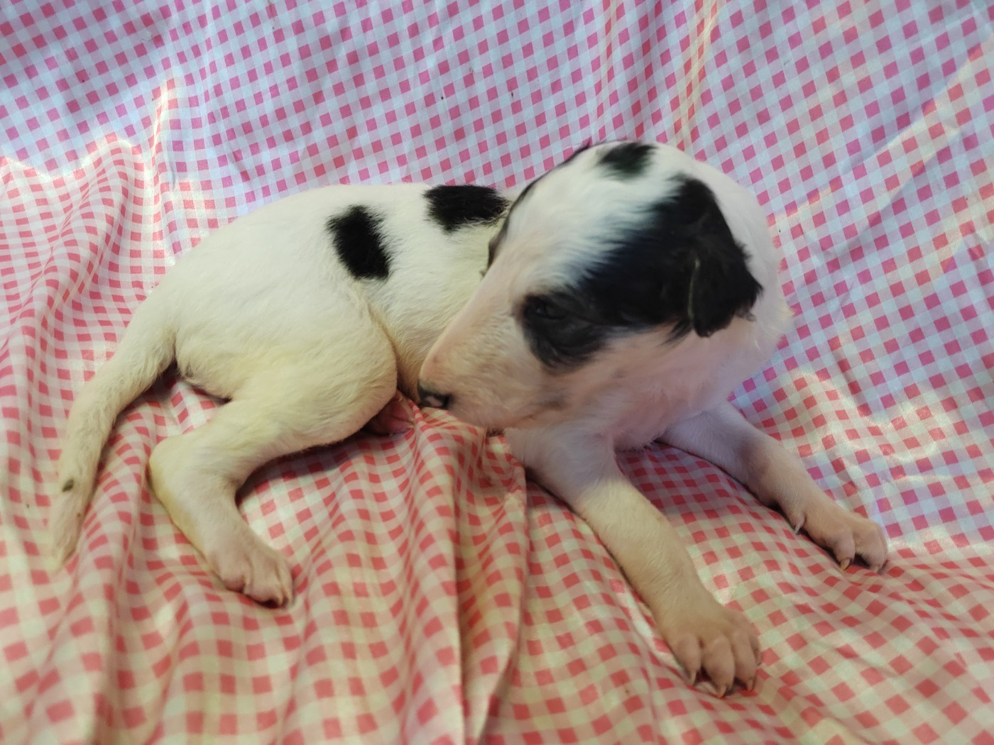 Du grand fresnoy - Chiots disponibles - Barzoi