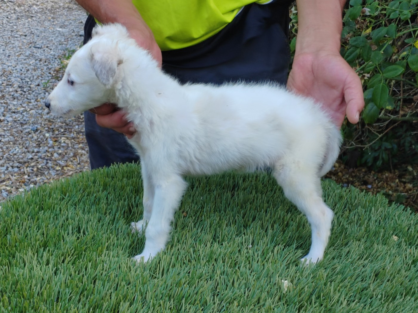 Du grand fresnoy - Chiots disponibles - Barzoi