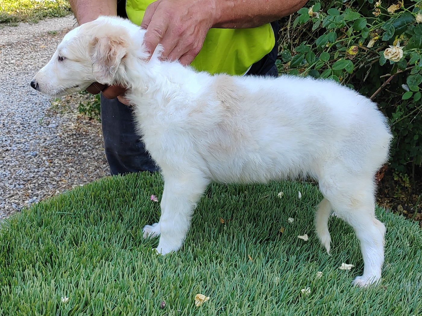 Du grand fresnoy - Chiots disponibles - Barzoi