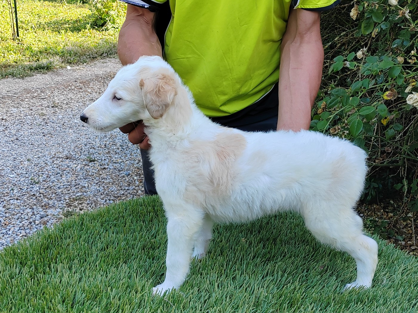Du grand fresnoy - Chiots disponibles - Barzoi