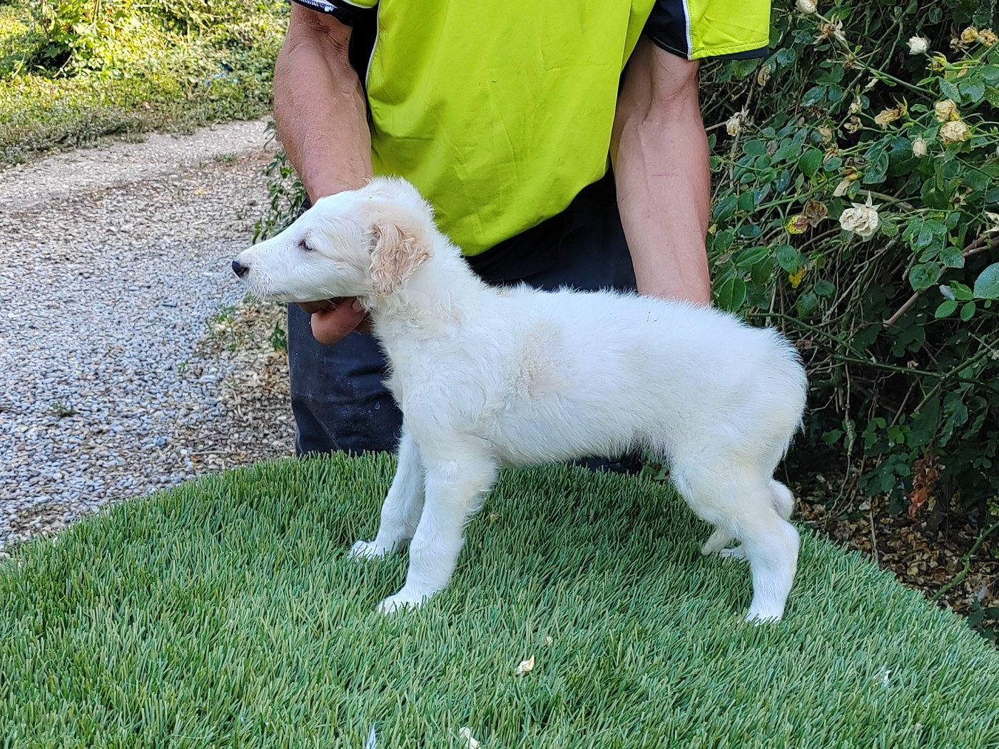 Du grand fresnoy - Chiots disponibles - Barzoi