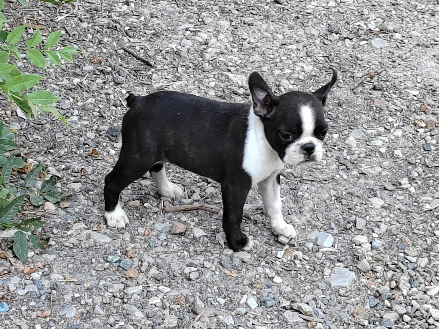 Du grand fresnoy - Chiots disponibles - Boston Terrier