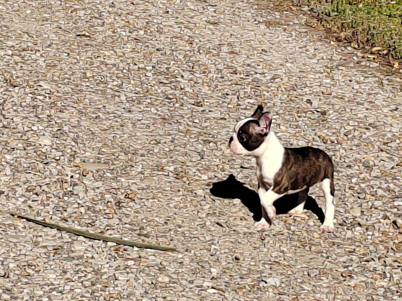 Du grand fresnoy - Chiots disponibles - Boston Terrier