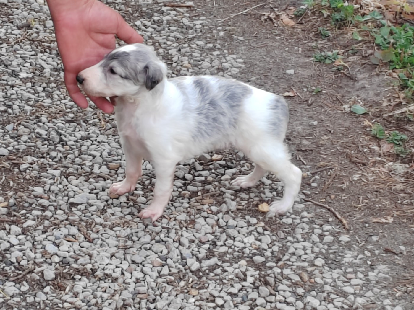 Du grand fresnoy - Chiots disponibles - Barzoi